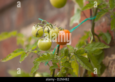 TOMATEN AM REBSTOCK Stockfoto