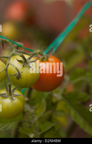 TOMATEN AM REBSTOCK Stockfoto