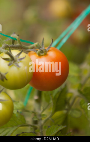 TOMATEN AM REBSTOCK Stockfoto