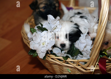 Ein schwarzen und weißer Welpen versteckt in einem Korb voller Blumen Stockfoto