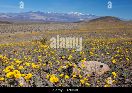 Wüste Gold im Death Valley unter schneebedeckten Telescope Peak und der Panamint Range, Death Valley Nationalpark, Kalifornien. Stockfoto