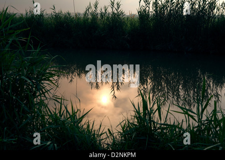 Reis-Plantagen im La Albufera Nationalpark in Valencia, Spanien. Stockfoto