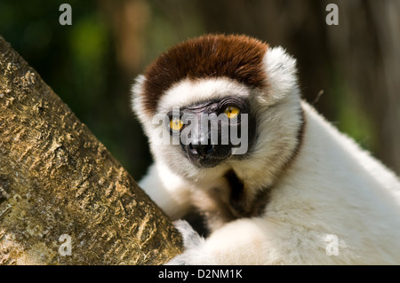 seidige Sifaka, Fort Dauphin (Taolagnaro), Madagaskar Stockfoto