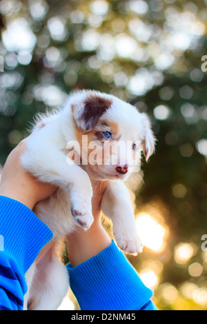 Arme hochhalten einem 6 Wochen alten red Merle Border Collie. Stockfoto