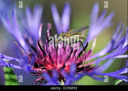 Berg-Flockenblume (Centaurea Montana) mehrjährig Kornblume • Landkreis Schwäbisch Hall, Baden-Württemberg, Deutschland Stockfoto