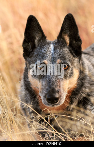 Ein Australian Cattle Dog, auch bekannt als Blue Heeler, Wanderungen in den Wiesen des südlichen Arizona in der Nähe von Green Valley, USA. Stockfoto