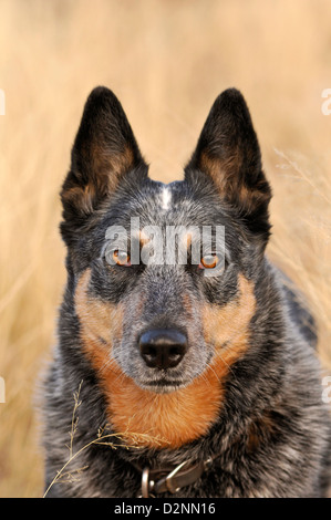 Ein 5-Year-Old weiblichen Australian Cattle Dog oder Queensland Blue Heeler, die hören, ist beeinträchtigt. Stockfoto