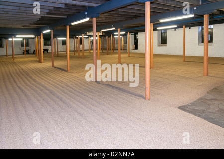 Schottland, Campbeltown, Springbank Distillery, Gerste auf malting floor Stockfoto