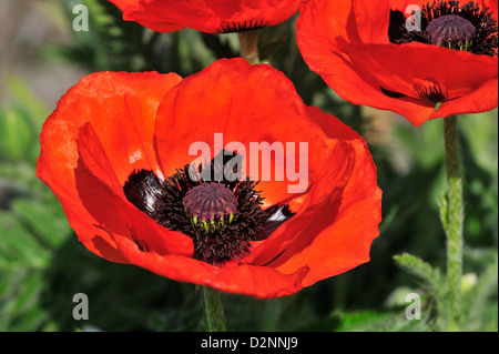 Tuerkischer Mohn (Papaver Orientale) • Landkreis Schwäbisch Hall, Baden-Württemberg, Deutschland Stockfoto