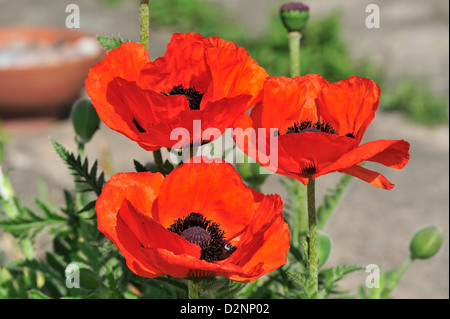 Tuerkischer Mohn (Papaver Orientale) • Landkreis Schwäbisch Hall, Baden-Württemberg, Deutschland Stockfoto