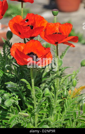 Tuerkischer Mohn (Papaver Orientale) • Landkreis Schwäbisch Hall, Baden-Württemberg, Deutschland Stockfoto