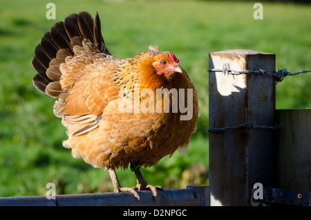 Huhn auf Tor, Bauernhof, in der Nähe von Appleby in Westmorland, Cumbria, England, Großbritannien Stockfoto