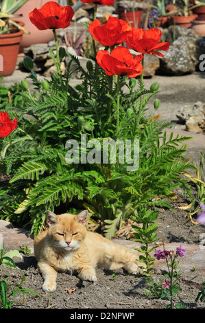 Hauskatze (Felis Silvestris Forma Catus) Hauskatze • Landkreis Schwäbisch Hall, Baden-Württemberg, Deutschland Stockfoto