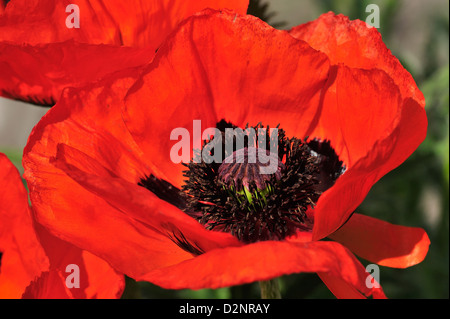 Tuerkischer Mohn (Papaver Orientale) • Landkreis Schwäbisch Hall, Baden-Württemberg, Deutschland Stockfoto