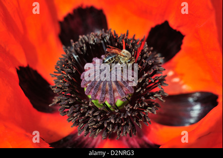 Tuerkischer Mohn (Papaver Orientale) • Landkreis Schwäbisch Hall, Baden-Württemberg, Deutschland Stockfoto