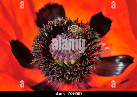 Tuerkischer Mohn (Papaver Orientale) • Landkreis Schwäbisch Hall, Baden-Württemberg, Deutschland Stockfoto