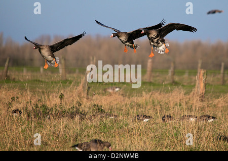 Landung-Gruppe von größeren White Fronted Gänse Stockfoto