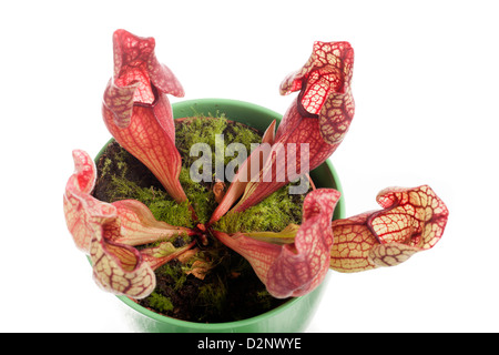 Trompete Kannenpflanze, Flugtrumpet (Sarracenia purpurea) Stockfoto