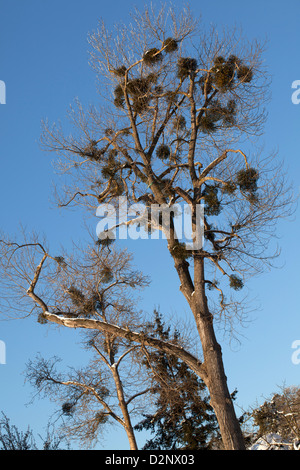 Mistel, Mistel (Viscum album) Stockfoto