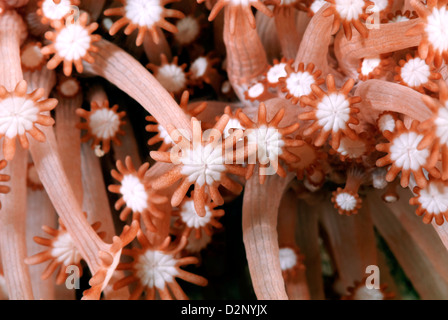 Blume weichen Korallen Xenia SP., Loloata; Korallenmeer, Pazifischen Ozean; Papua-Neu-Guinea Stockfoto