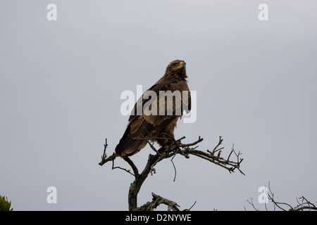 Tawny Adler (Aquila Rapax) ruht in einer Baumkrone in der Masai Mara, Kenia Stockfoto