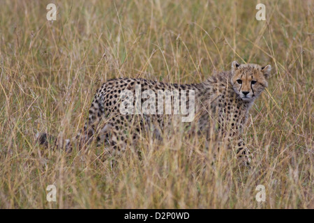 Ein Gepard Cub zu Fuß durch den Rasen in der Masai Mara, Kenia Stockfoto