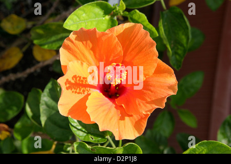 Eine Nahaufnahme von einer Orange Hibiskusblüte Stockfoto