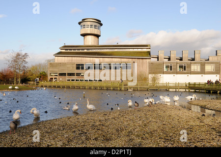 Besucher Zentrum Slimbridge Wildfowl und Feuchtgebiete Vertrauen Gloucestershire England UK GB Stockfoto