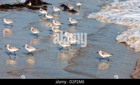 Panorama Bild des kleinen Semipalmated Strandläufer (Calidris Pusilla) Vögel, die auf dem nassen Sand einer Küste in Westeuropa. Stockfoto