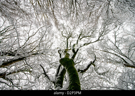 eine verzauberte Schnee gesäumt Wald im Winter auf Exmoor in Somerset, Großbritannien Stockfoto