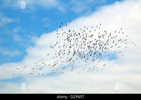 Herde der Kormoran (Phalacrocorax Carbo), Yermakov Island, Ukraine, Osteuropa Stockfoto