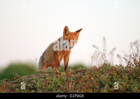 Rotfuchs (Vulpes Vulpes), junge, Yermakov Island, Ukraine, Osteuropa Stockfoto
