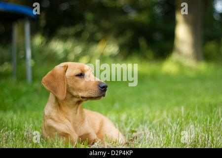 Fox Red Labrador Stockfoto