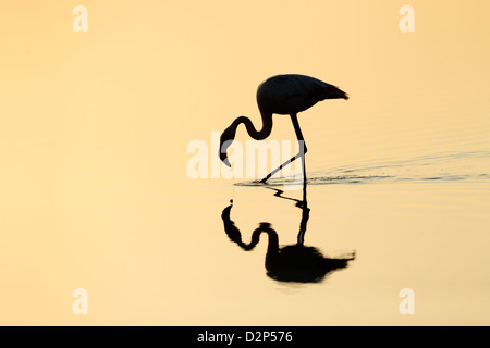 Rosaflamingo Futtersuche bei Sonnenaufgang mit Reflexion. Stockfoto
