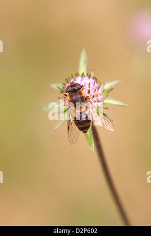 Hoverfly Eristalis Pertinax Fütterung auf eine Devil'sbit Witwenblume Blume Stockfoto