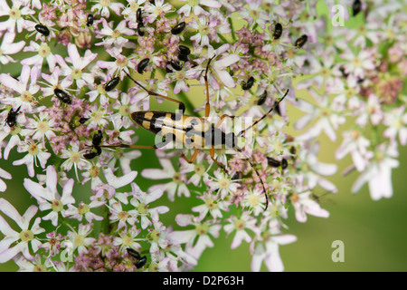 Longhorn Beetle Strangalia (Rutpela) Maculata Fütterung auf Stängelpflanzen Blumen Stockfoto