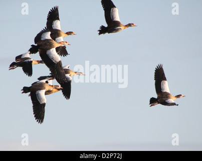 Herde von ägyptischen Gänse (Alopochen Aegyptiaca) im Flug Stockfoto