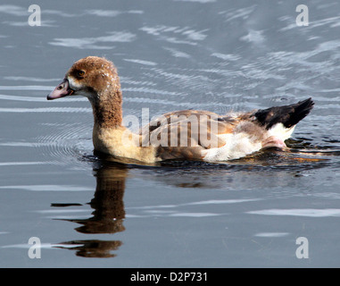 Juvenile Nilgans (Alopochen Aegyptiaca) in einem See schwimmen Stockfoto