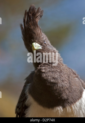 Weiße Bellied gehen weg Vogel (Corythaixoides Leucogaster) Stockfoto