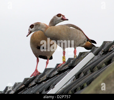 Zwei ägyptische Gänse (Alopochen Aegyptiaca) handeln lustig auf einem Dach Stockfoto