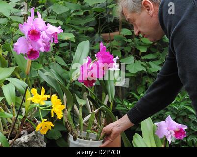 Orchidee Züchter Hans Joachim Wlodarczyk stellt eine Orchidee Arten Cattleya in der Orchideenausstellung im Botanischen Garten in Potsdam, Deutschland, 30. Januar 2013. Die Ausstellung bietet eine Vielzahl von wilden und angebauten Orchideen Pflanzen. Orchideen gelten als die zweitgrößte Familie von Pflanzen mit mehr als 18,500 Arten. Die Ausstellung läuft vom 31. Januar bis 3. Februar 2013. Foto: Bernd Settnik Stockfoto