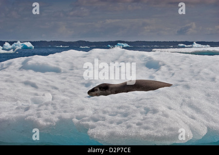 Seeleopard (Hydrurga Leptonyx) auf Eisberg, San Rafael Lagune, Chile, 1000 Meilen von seinem normalen Gebiet im südlichen Ozean. Stockfoto