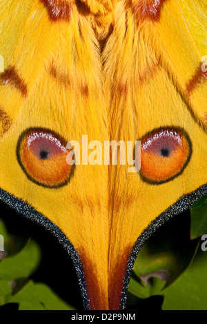 Männliche madagassischen Mondmotte, Anzeige "Augen" auf Flügeln Stockfoto