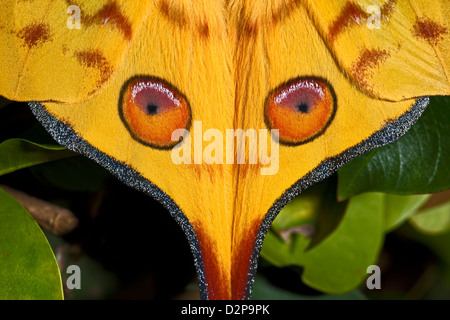 Männliche madagassischen Mondmotte, Anzeige "Augen" auf Flügeln Stockfoto