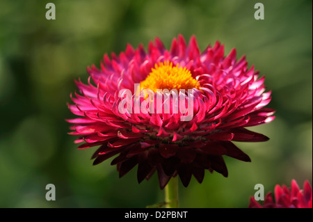 Strohblume (Helichrysum Bracteatum) Immortelle • Landkreis Schwäbisch Hall, Baden-Württemberg, Deutschland Stockfoto