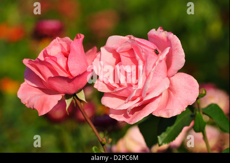 Floribunda-Rose (Rosa spec.) • Landkreis Schwäbisch Hall, Baden-Württemberg, Deutschland, Deutschland Stockfoto