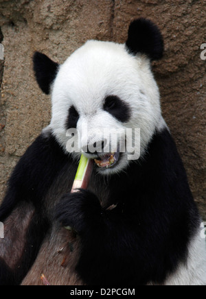 Giant Panda Bambus Zoo von Memphis Tennessee Essen Stockfoto