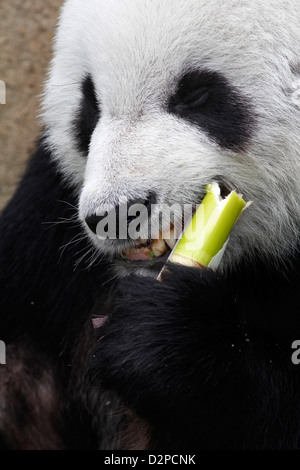 Giant Panda Bambus Zoo von Memphis Tennessee Essen Stockfoto