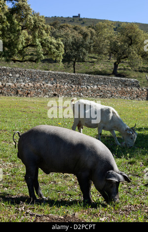 Iberischen schwarzen Schwein und Ziege Stockfoto