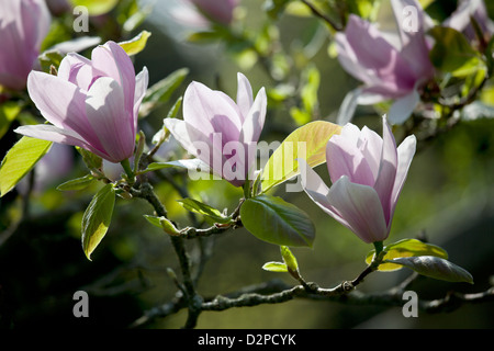 Magnolia Soulangeana Burgund Stockfoto